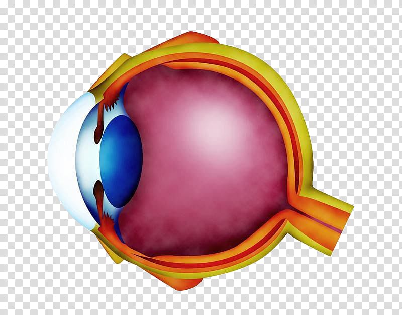 Hypermetropia Refractive error Near-sightedness Eye Ophthalmology, The internal structure of the eye diagram transparent background PNG clipart