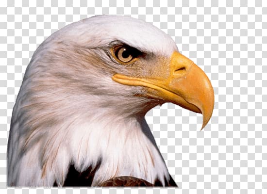 Bald Eagle , Eagle Head transparent background PNG clipart