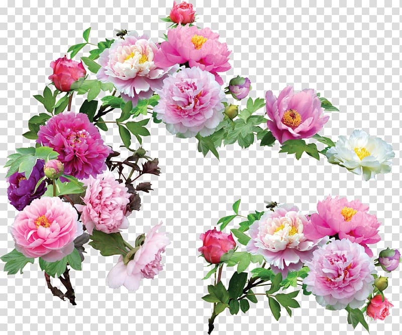 Peony Flower Blog , peach flowers transparent background PNG clipart