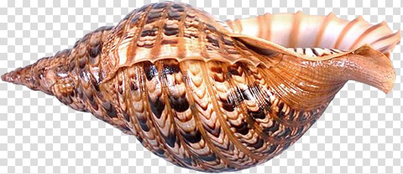 Seashell Sea snail Conchology , seashell transparent background PNG clipart
