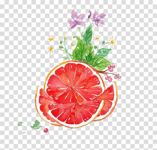 sliced grapefruit painting, Grapefruit juice Pomelo Watercolor painting, Grapefruit watercolor transparent background PNG clipart