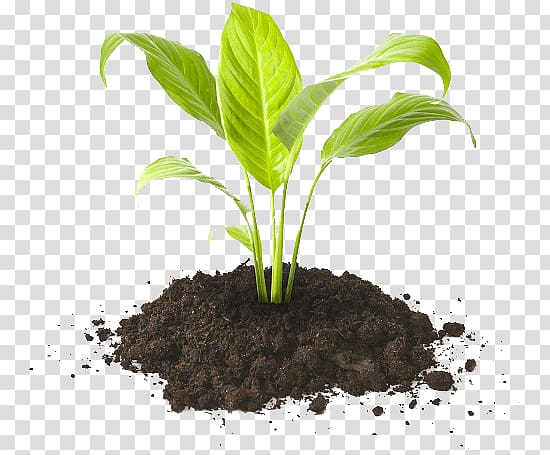 green leafed plant in soil, Potting soil Humus Compost Fertilisers, others transparent background PNG clipart