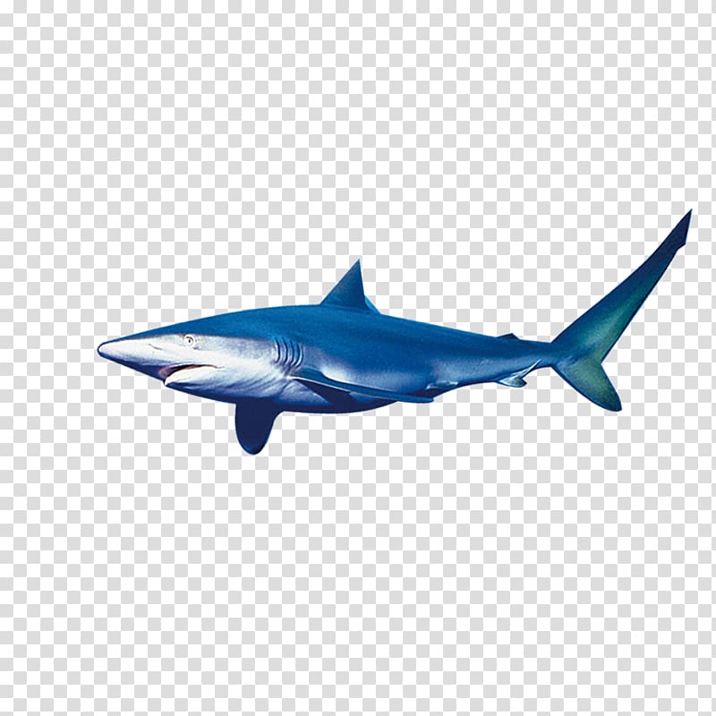 Requiem shark Marine biology , shark transparent background PNG clipart