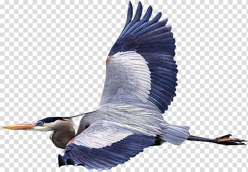 Bird Great blue heron Flight Mouse Fly, Bird transparent background PNG clipart