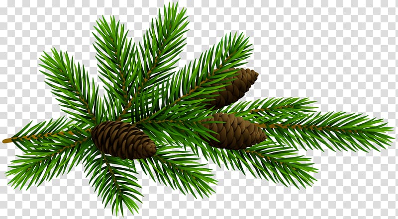 Fir Pine Conifer cone , pine branches buckle clip free transparent background PNG clipart