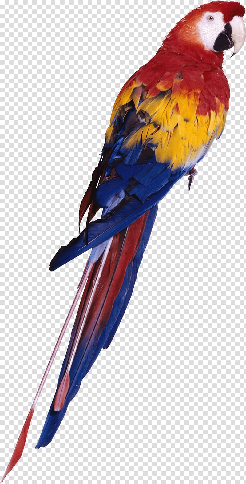 Parrot Bird, Parrot transparent background PNG clipart