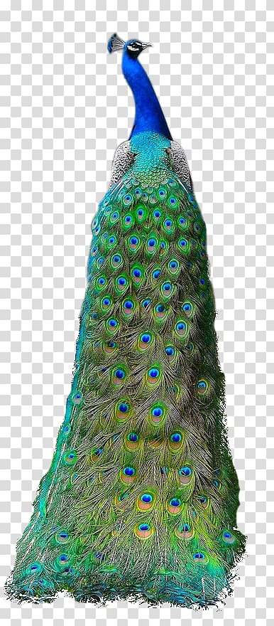 beautiful peacock material transparent background PNG clipart