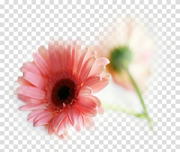 Transvaal daisy Pink flowers Common daisy Desktop , flower transparent background PNG clipart