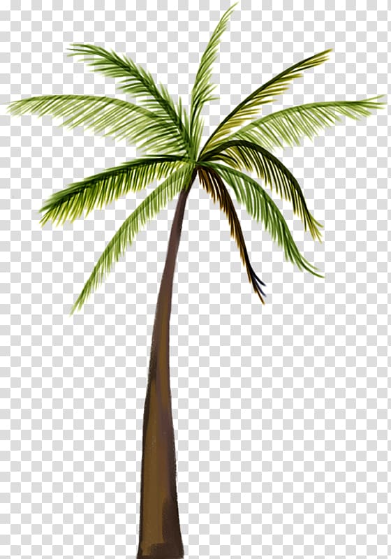 Asian palmyra palm Coconut Tree, A coconut tree transparent background PNG clipart