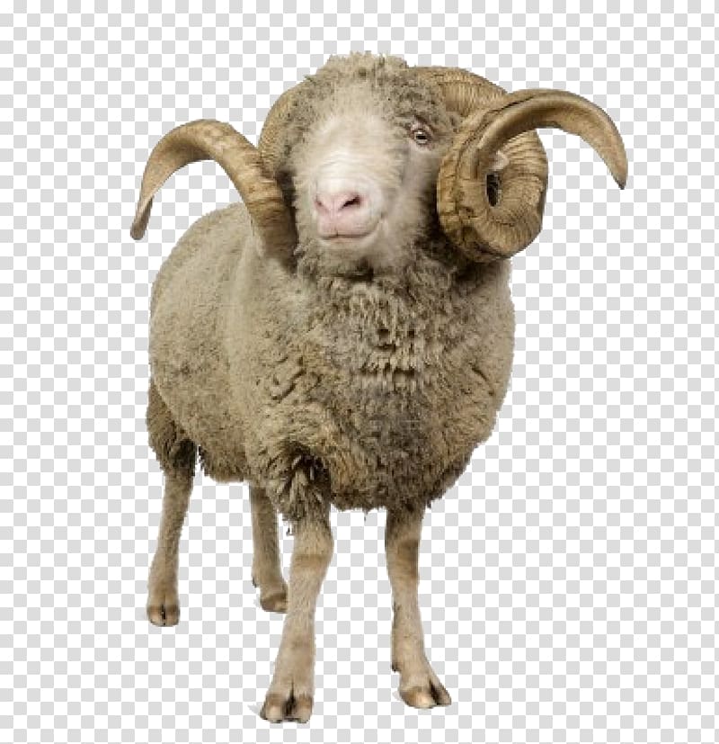 gray ram illustration, Sheep Computer file, sheep transparent background PNG clipart