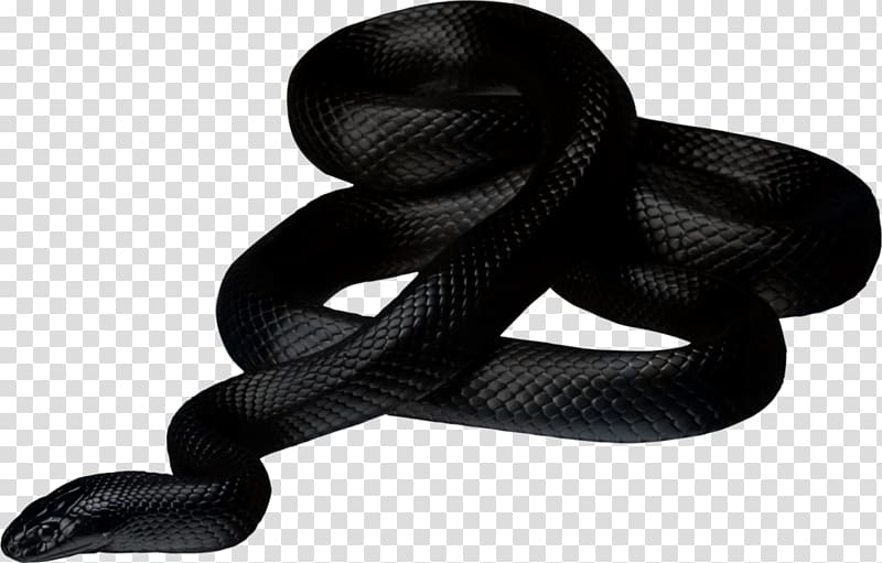 black snake, Anaconda transparent background PNG clipart