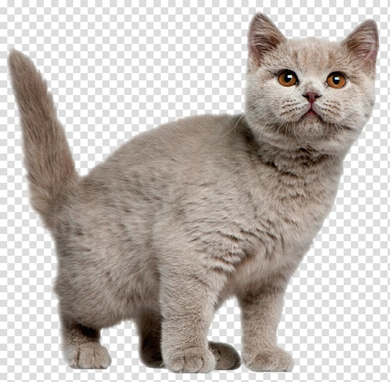 British Shorthair American Shorthair Exotic Shorthair European shorthair Kitten, kitten transparent background PNG clipart