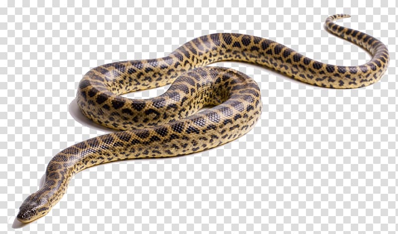 brown and black snake, Anaconda transparent background PNG clipart