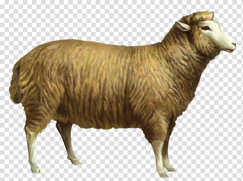 sheep illustration, Sheep , Sheep transparent background PNG clipart