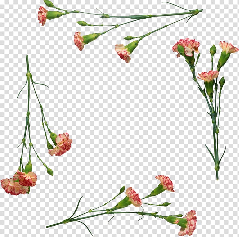Carnation Flower , CARNATION transparent background PNG clipart