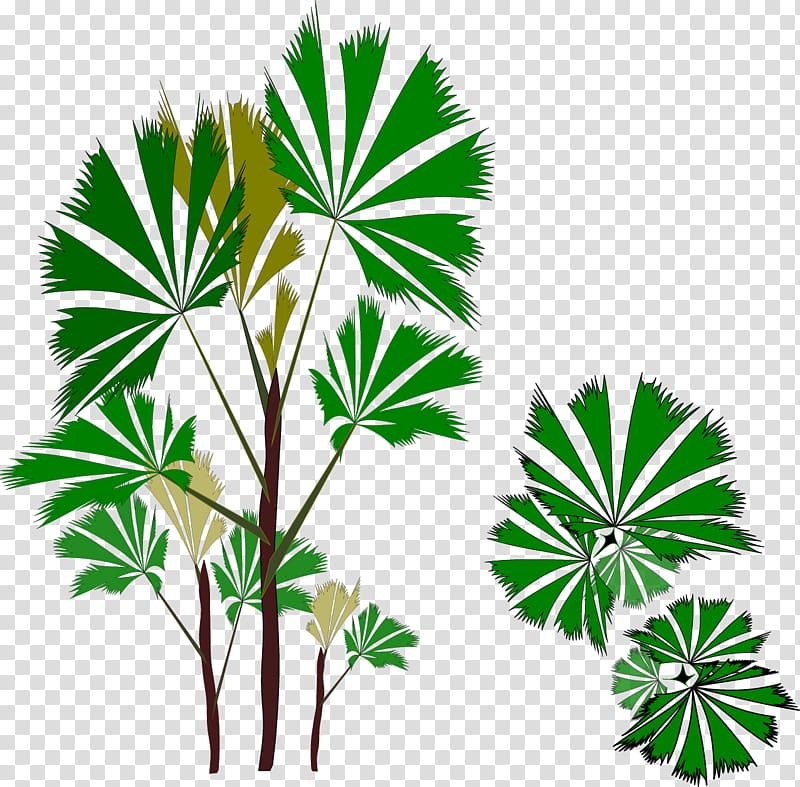 Arecaceae , plant transparent background PNG clipart