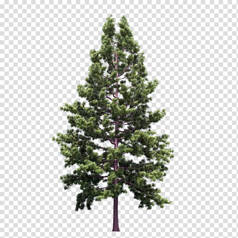 Blue spruce Noble fir Christmas tree, fir-tree transparent background PNG clipart