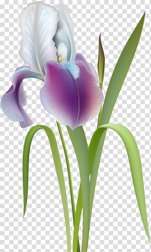 Flower , others transparent background PNG clipart