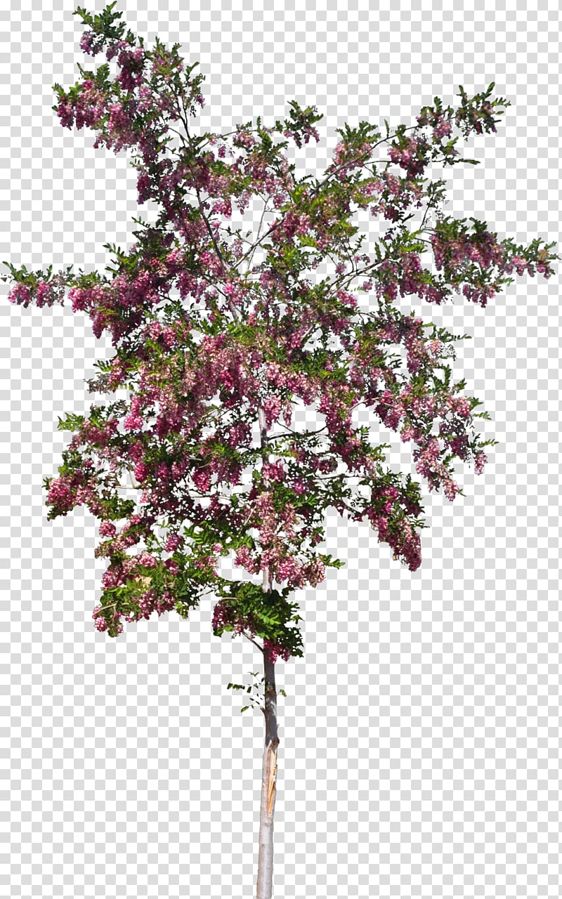 pink petaled flowers illustration, Shrub Twig Tree Plant stem Flower, bushes transparent background PNG clipart