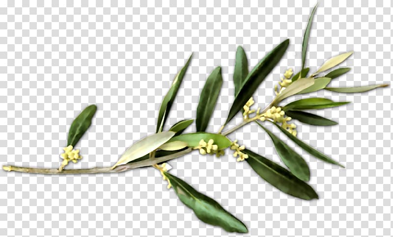Olive Branch Petition Peace symbols, olive transparent background PNG clipart