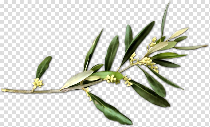 Download Olive Branch Peace Symbols Olive Wreath - Olive Branch