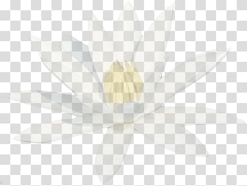 white petaled flower, Translucid Water Lily transparent background PNG clipart