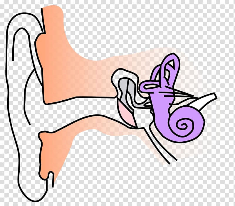 Ear canal Anatomy Auricle Eardrum, Free Anatomy transparent background PNG clipart