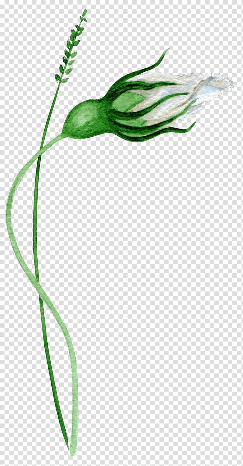 Google Flower, Hand painted green flower bones transparent background PNG clipart