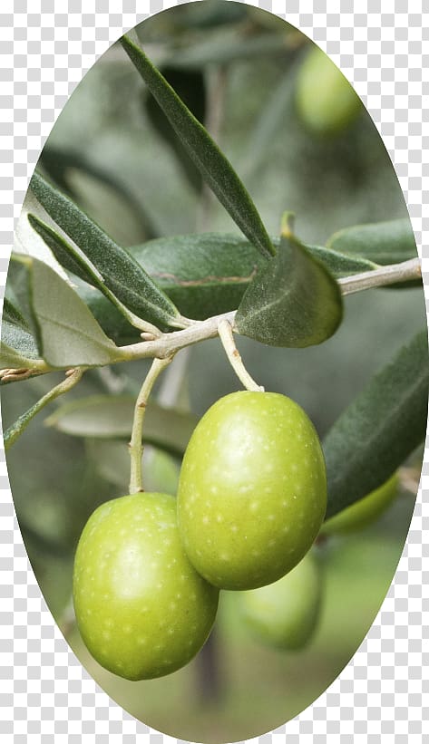 Mediterranean cuisine Olive oil Wine Olive leaf, olive tree bracnhes transparent background PNG clipart