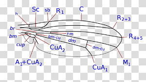 Line Point Organism Angle, line transparent background PNG clipart thumbnail