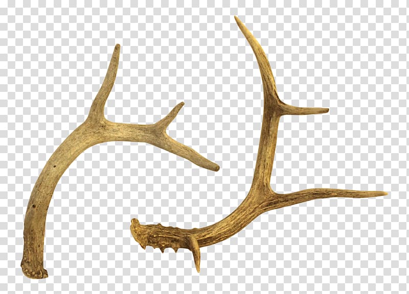 Antler White-tailed deer Reindeer Horn, deer transparent background PNG clipart