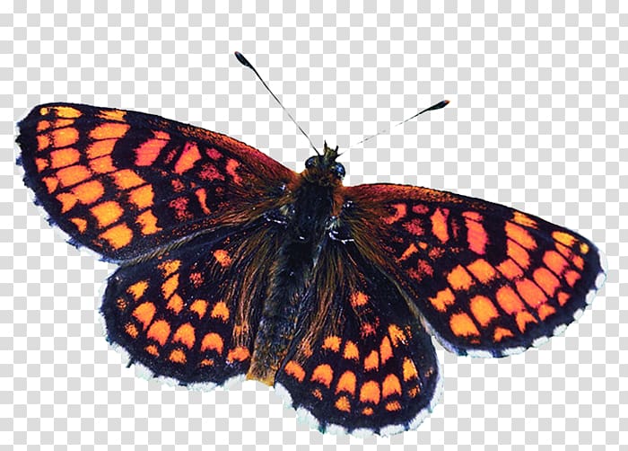 Monarch butterfly Pieridae Gossamer-winged butterflies Moth, butterfly transparent background PNG clipart