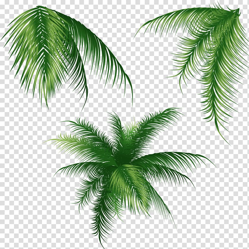 palm leaves transparent background PNG clipart