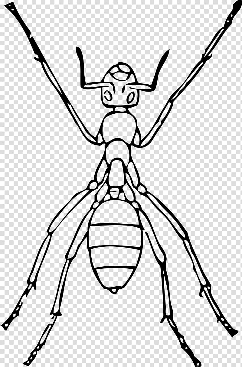 Anteater Insect Drawing , ants transparent background PNG clipart