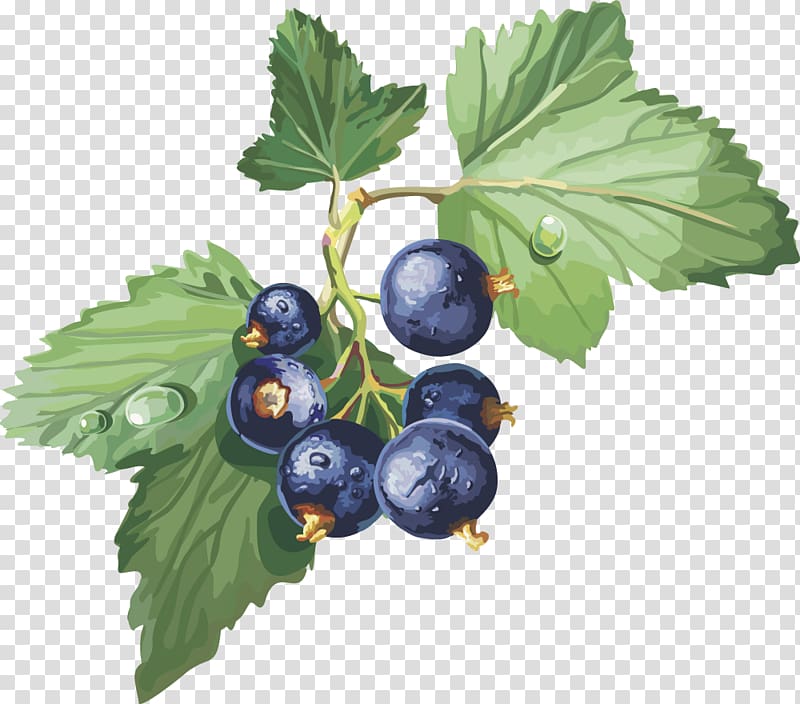 grapes fruit , Blackcurrant Frutti di bosco Gooseberry Redcurrant , Blueberry transparent background PNG clipart