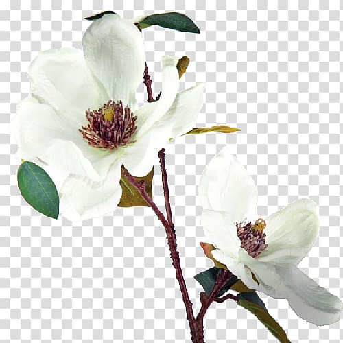 Magnolia Cut flowers Fleur blanche White, flower transparent background PNG clipart