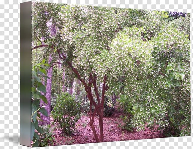 Staphylea trifolia kind Yard Shrub Staphylea pinnata, Triphasia Trifolia transparent background PNG clipart