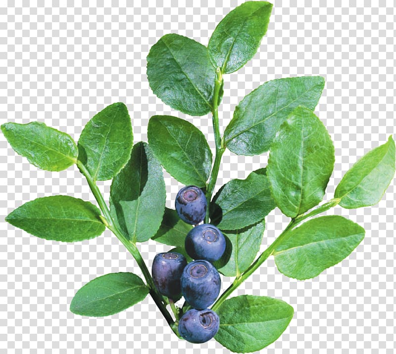 Blueberry Icon, Blueberries transparent background PNG clipart