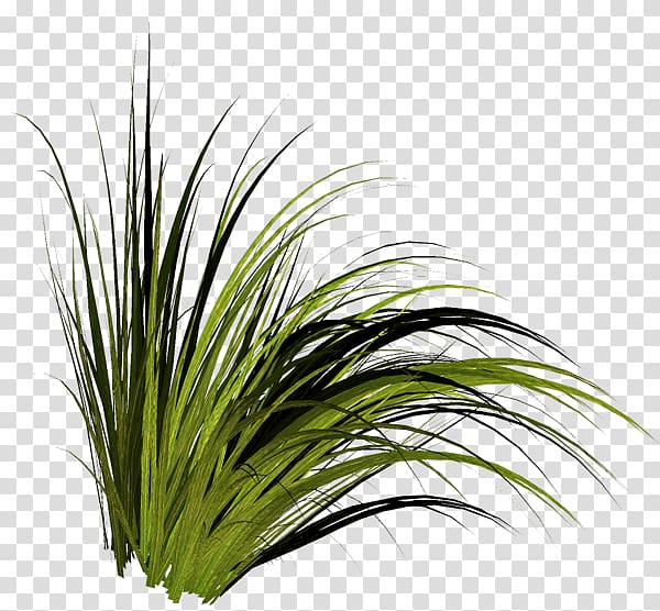 Tree Grasses , others transparent background PNG clipart