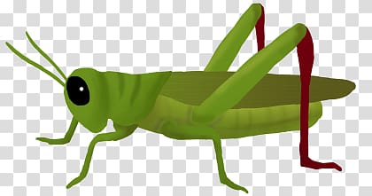 Grasshopper transparent background PNG clipart