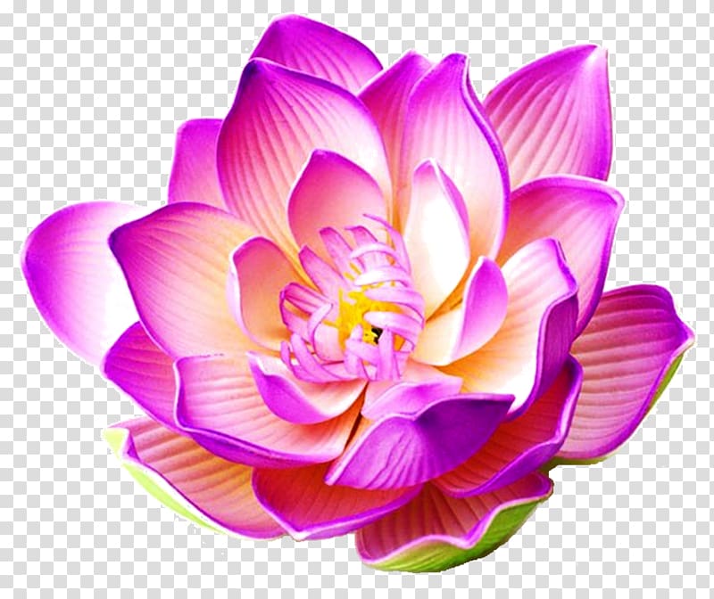 Nelumbo nucifera Flower Water lily, lotus bloom transparent background PNG clipart