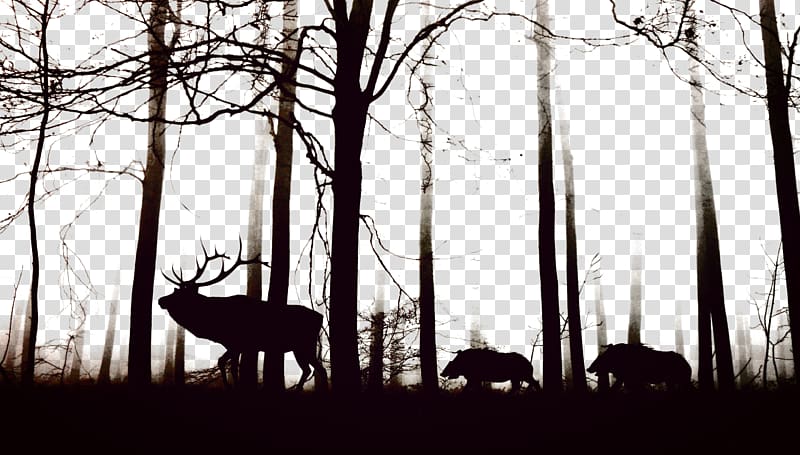 silhouette stag and bare trees, Wild boar Cloud forest Fog Tree, Black forest transparent background PNG clipart
