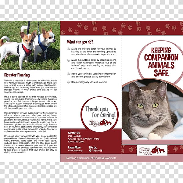 Cruelty to animals Pamphlet Animal welfare Brochure Non-profit organisation, companion animal transparent background PNG clipart