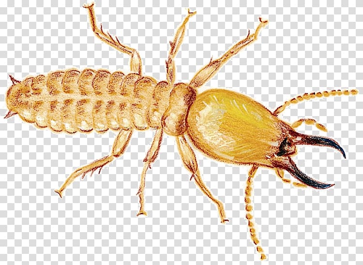 Mosquito Cockroach Termite Insect Rodent, WOODEN FLOOR transparent background PNG clipart