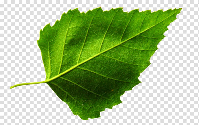 Leaf Plant morphology Grape leaves, Leaf transparent background PNG clipart