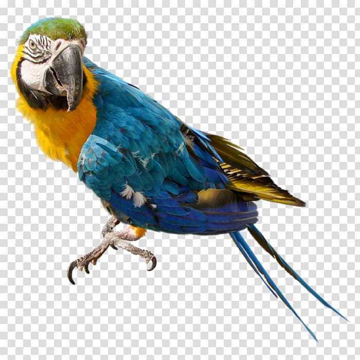 Parrot , parrot transparent background PNG clipart