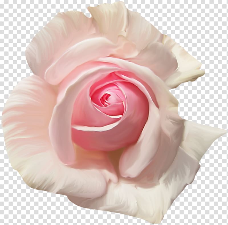 Garden roses Centifolia roses Flower Pink , Cartoon creative decorative floral illustration transparent background PNG clipart