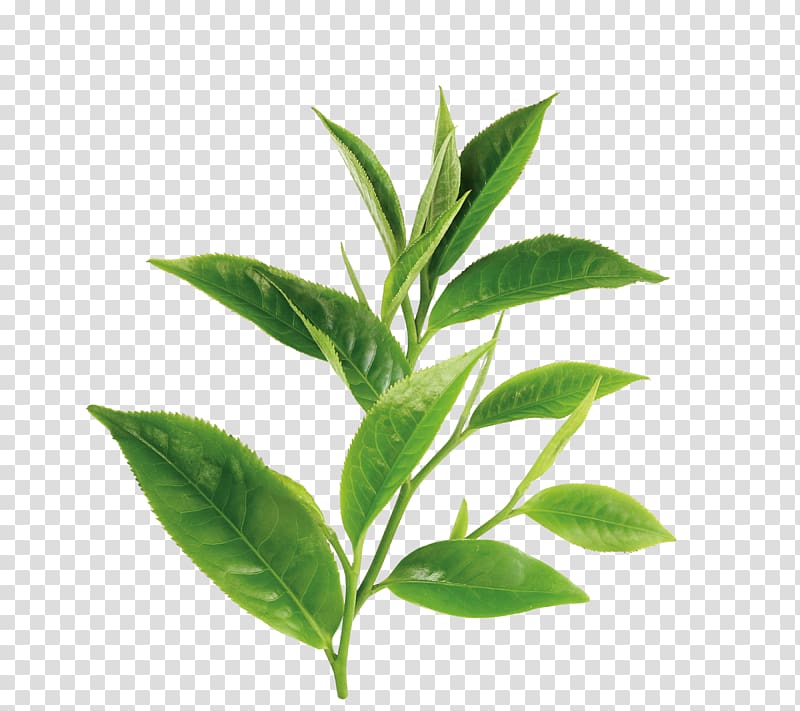 green leafed plant , Green tea White tea Theanine Oil, Green tea transparent background PNG clipart