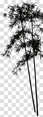 bamboo tree transparent background PNG clipart