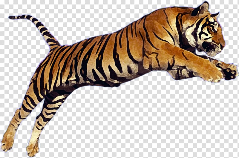 Siberian Tiger Bengal tiger , leaping transparent background PNG clipart